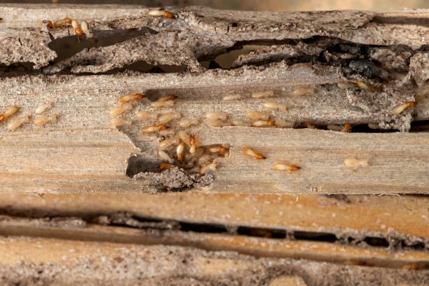 Reliable Lake Linden, MI Pest Control Solutions